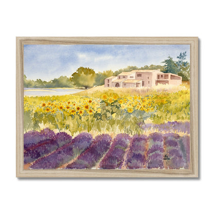 Spectacular Summer Sunflowers (2002) Framed Print