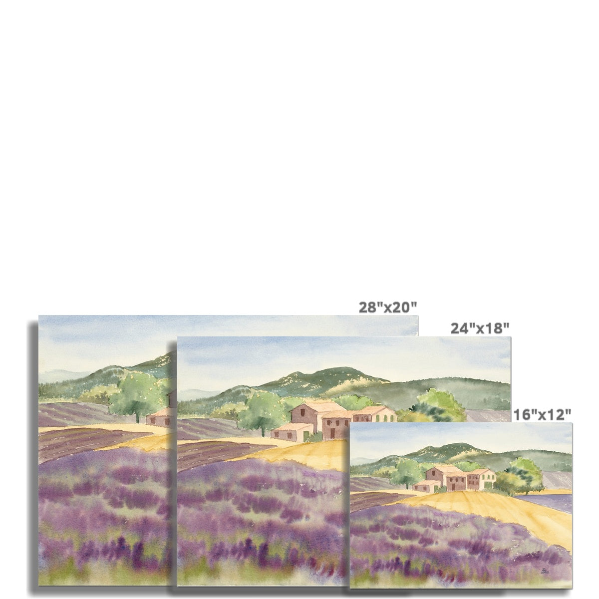 Lavender Farm in Provence Countryside (2002) Rolled Canvas